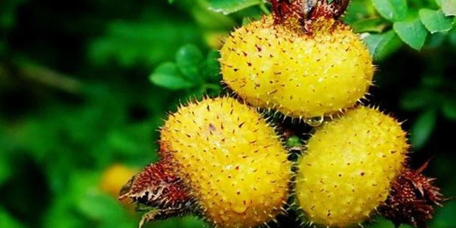 Cili Fruit Powder