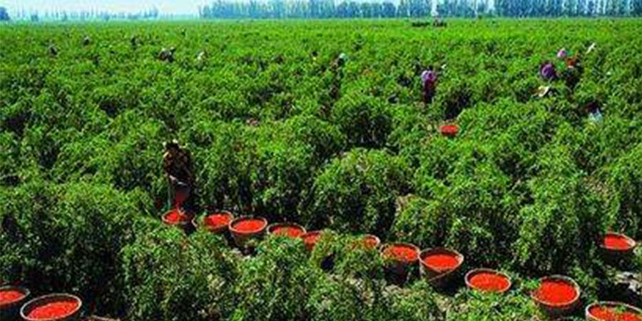 Goji Berry planting base-1