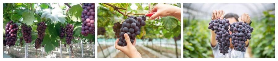 Grape Extract Powder