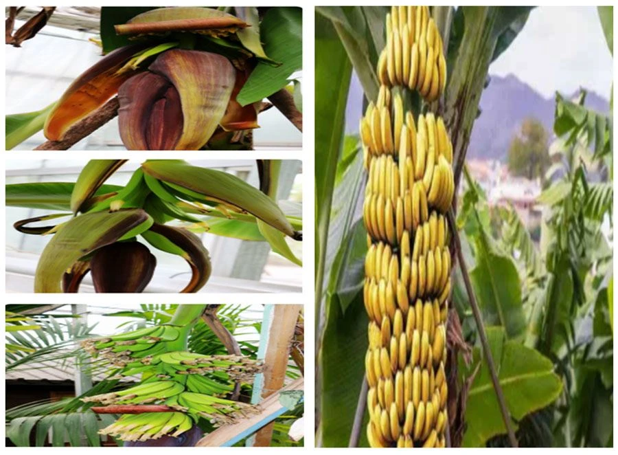 Water Soluble Banana Powder
