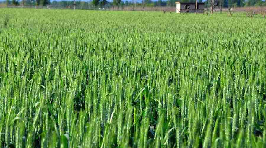 Raw Barley Grass Juice Powder(1)