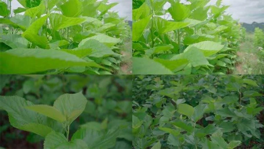 Mulberry Leaf Powder-3