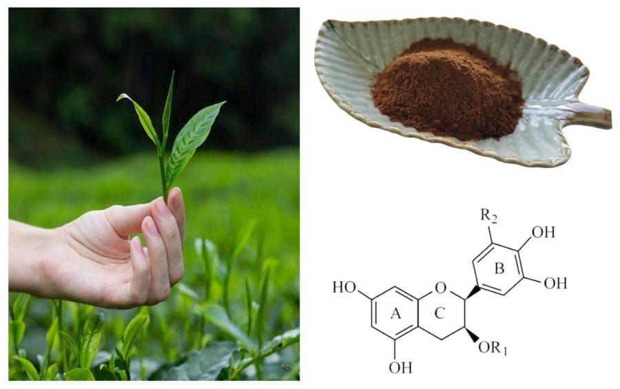 Green Tea Extract Polyphenols