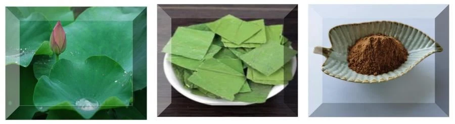 Lotus Leaf Extract Factory