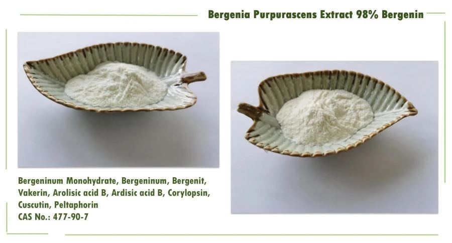 Bergenia Purpurascens Extract, CAS 477-90-7 , Bergeninum