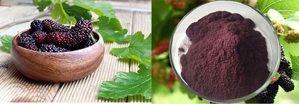 Mulberry Fruit Extract
