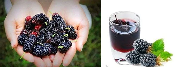 Mulberry Fruit Extract Powder