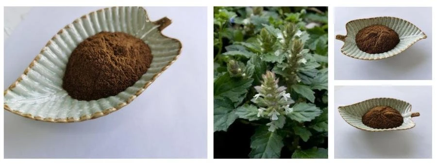 Ajuga Turkestanica Extract Powder