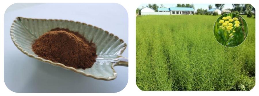 Bupleurum Extract Powder