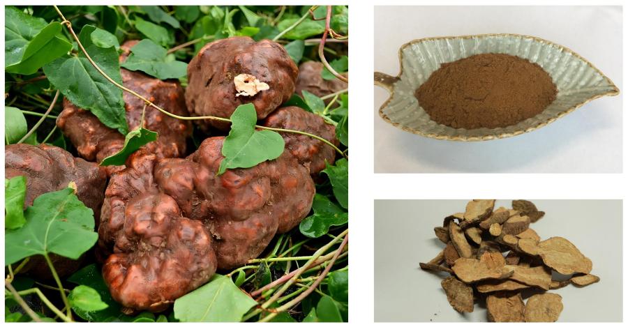 Fo-ti Root Extract